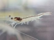 Lợi ích khi chuyển tôm postlarvae sang các hệ thống nuôi biofloc