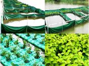 Aquaponics vòng hở: Nuôi rô phi, trồng diếp cá