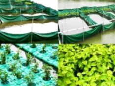 Aquaponics vòng hở: Nuôi rô phi, trồng diếp cá