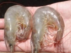 Bệnh đục cơ trên tôm thẻ chân trắng và cách phòng ngừa
