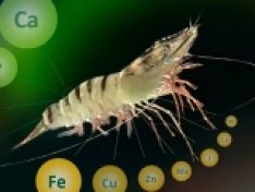 Bổ sung Ca và Mg đúng cách
