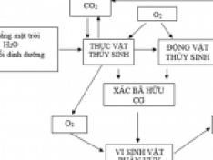 Các chu trình chuyển hóa vật chất quan trọng trong ao nuôi