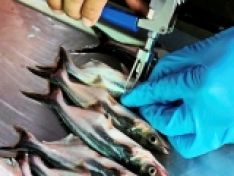 Những tiến bộ trong Vaccine phòng ngừa Vibrio spp. trên cá
